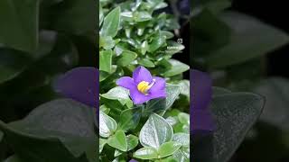 Exacum Affine atau Violet Persia