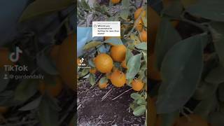 Citrus tree fertilizer #ediblegarden