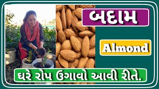 કાજુ બદામ ને ઘરે ઉગાવી રોપ તૈયાર કરતા શીખી આવી રીતે બનાવશો. Almond plants grow for your Home