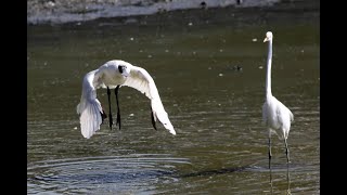 林邊鄉的黑面琵鷺Platalea minor   （2023 01 06）