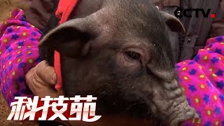 《科技苑》瘦身又美肤 养出俏香猪 20190304 | CCTV农业