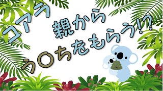 【コアラ】動物を可愛いイラストで紹介！生態・特徴がわかる