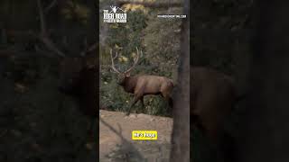 Woman TAKES DOWN Elk in Chama, New Mexico!! #shorts