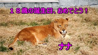 ナナ　１８歳の誕生日おめでとう！　Nana, Happy 18th bithday!　 Lion (ライオン)　多摩動物公園