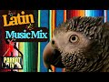 Latin Music Mix for Birds | Feel Good Music for Your Bird Room | Parrot Town Comfort Bird TV 💃🏻