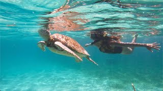 Manatee and Marine Exploration with Portofino in Belize. #vacation #portofinobelize #ecotourism #sea