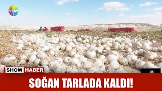 Soğan tarlada kaldı!