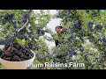 Cosechamos toneladas de ciruelas para la pasa en un solo Dia🙉/ harvesting plum raisins 🤩