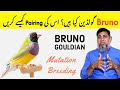 What is Bruno Gouldian | Best Pairing of Bruno Gouldian