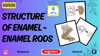 Enamel Histology | Structure of Enamel | Enamel Rods | Interrod Enamel | Rod Sheath | keyhole prisms