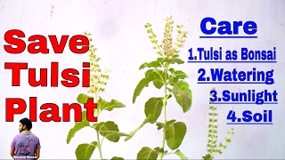 तुलसी के पौधे को सूखने से कैसे बचाये ?How to Care Holy Basil - 23th May 2017/Mammal Bonsai तुलसी के पौधे को सूखने से कैसे बचाये ?How to Care Holy Basil - 23th May 2017/Mammal Bonsai