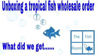 Opening a wholesale tropical fish order- What did we get?