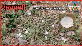 Shankhpushpi, Convolvulus Prostratus, शंखपुष्पी की महत्वपूर्ण जानकारी।