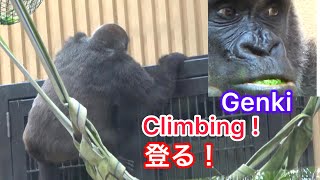 Unusual🌟Genki climbs such a place.Be careful🌸珍しい！ゲンキ母さんがこんな場所を登る。気を付けて🌸【Gorilla ゴリラ】京都市動物園