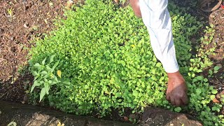 #organic homegarden #fenugreek leaf #curry  ఇంటి తోట లో మెంతి ఆకు #cooking #just2weeks harvesting