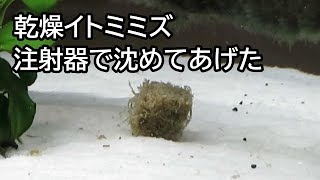 乾燥イトミミズを注射器で沈めてみた