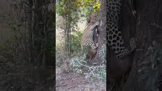 Leopard Pulls Bushbuck Up A Tree | Incredible Strength