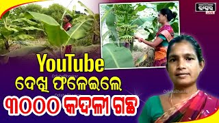 ମହାମାରୀ ସମୟରେ YouTube ଦେଖାଇଲା ରୋଜଗାର ମାଧ୍ୟମ ୨ଏକର ଜମିରେ ୩୦୦୦ କଦଳୀ ଚାଷ କରି ଏବେ ଚର୍ଚ୍ଚାରେ ତପସ୍ଵିନୀ।