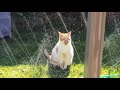 Cat Stands Between The Sprinklers As They Go On To Get Some Water