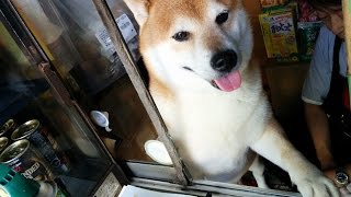 武蔵小金井のタバコ屋さんの看板犬　シバくんに会ってきたPart2　鈴木タバコ店