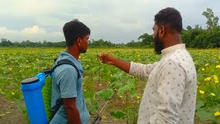 ঝিঙ্গা চাষ পদ্ধতি ঝিঙ্গা গাছে ফলন আসবে দ্বিগুন কৃষি পরামর্শ বাংলা krishi paramarsh Bangla