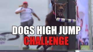 Full Fetch It Competition   2019 Purina  Incredible Dog Challenge Western Regionals