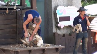 Sheepshearing -剪羊毛 -羊毛秀 -清境農場  -sheep -shear -手剪 -電剪 -綿羊 -外國師傅 -外國人講國語 -剪羊毛還要邊搞笑 -聽得懂在講什麼嗎 -聽無 -2011