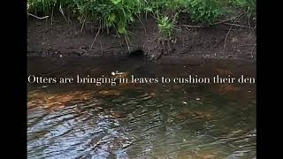 Otter working on a den in a river