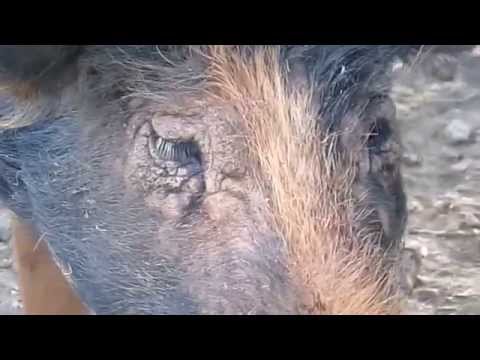 Pig skin treatment success? Pig skin treatment success?