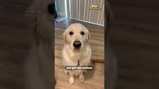 Registering Your Pet As An ESA | Pet Pointers