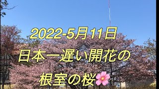 【 Kawasaki】【W800】＃護国山清隆寺＃明治公園　日本一桜の開花の遅い根室に行って来ました