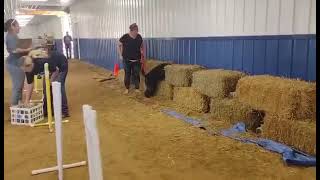 Ross Line Drive Kerry Blue Terrier Barn Hunt