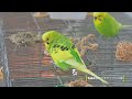 ４k動画　nikon z６Ⅲ　24 120 ４sで撮影のセキセイインコ動画