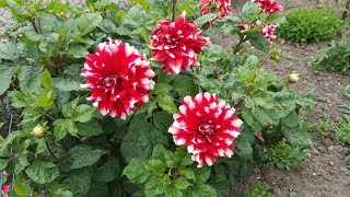 Yıldız  .Dahlia Çiçeği   Yetiştiriciliği Hopi Garden