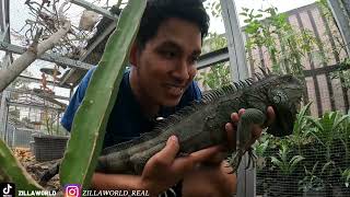 SPIKE TEBEL MUKA SANGAR! IGUANA APA NIH!?