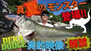 デカダッヂ!!真夏のモンスター登場?!金森隆志が実釣解説!!