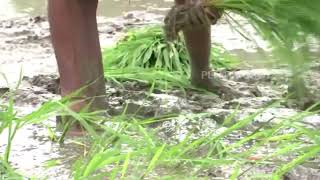 Paddy farmers in Gujarat rejoice due to good rainfall in first phase - Ahmedabad (Gujarat)