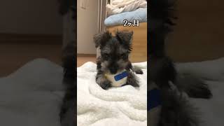 子犬が成長しました🥺【ミニチュアシュナウザー】