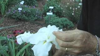 Japanese Iris, spectacular flowers for the garden