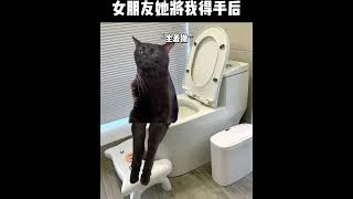 女朋友她将我得手后 猫咪 猫meme 情侣 搞笑 内容过于真实