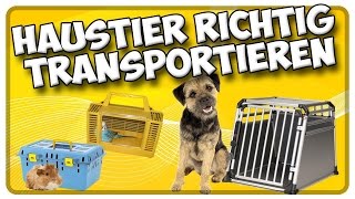 Transport von Hund, Katze und Kleintieren im Auto! So transportiere ich mein Haustier richtig!