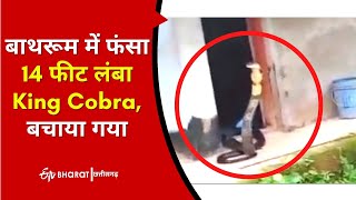 बाथरूम में फंसा चौदह फीट लंबा King Cobra, बचाया गया | Viral Video | ETV Bharat Chhattisgarh