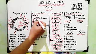 Sistem Indera : Mata - (Bagian, mekanisme melihat, penyakit)