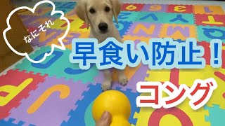 早食い防止のコングを一生懸命使う子犬/Golden Retriever Puppy uses Kong for her meals