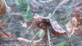 Synchronized hunt of the social spider Anelosimus eximius.