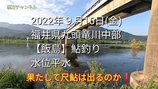 2022年９月16(金)　鮎釣り　福井県九頭竜川中部【飯島】水位平水　果たして尺鮎は出るのか❗