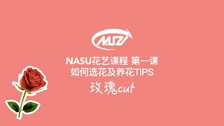 选择玫瑰？你需要捏一捏、摇一摇、按一按【NASU花艺课程】第一课20200419