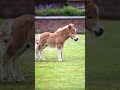 Such A Cute Little Baby 🥹🥰🐴 #Shorts #Edit #Adorable #Viral #Cute #Foal