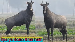 A Big Big Powerful Blue Nilgai, why the big nilgai infront of me