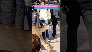 Nara's gentle wild deer begging for rice crackers in the crowd #Naraparkdeer #shots